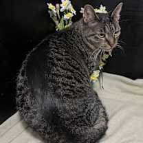 Thumbnail photo of Tiffany #1