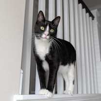 Thumbnail photo of Ronan #1