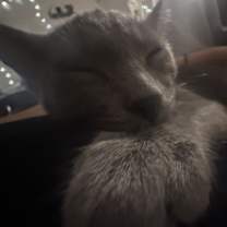 Thumbnail photo of Crazy #1