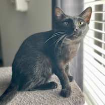 Thumbnail photo of Noof #4