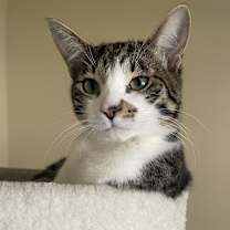 Thumbnail photo of Ginger #1