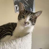 Thumbnail photo of Ginger #2