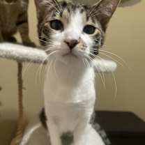 Thumbnail photo of Ginger #3