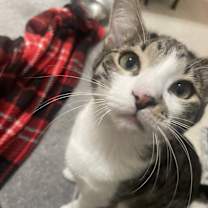 Thumbnail photo of Ginger #4