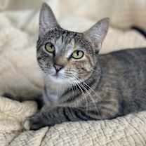 Thumbnail photo of Tonette #2