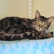 Thumbnail photo of Dory #4