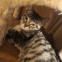 Thumbnail photo of Rebel #3