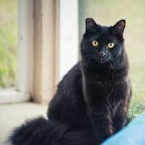 Thumbnail photo of Suki aka Pumyra #3
