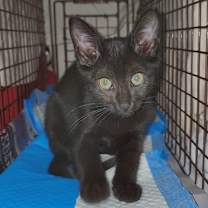 Thumbnail photo of Suki aka Pumyra #4
