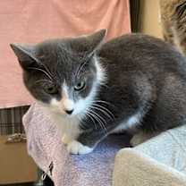 Thumbnail photo of Mouse - Sponsored by Katherine D. #2