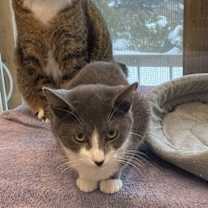 Thumbnail photo of Mouse - Sponsored by Katherine D. #3