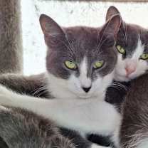 Thumbnail photo of Levi - Sponsored by Katherine D. #1