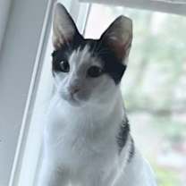 Thumbnail photo of Woody and Buzz #2