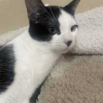 Thumbnail photo of Tux (Tuxedo) #1