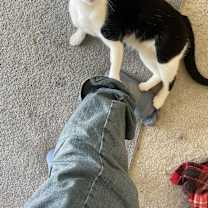 Thumbnail photo of Tux (Tuxedo) #3