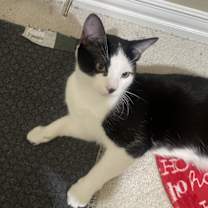 Thumbnail photo of Tux (Tuxedo) #4