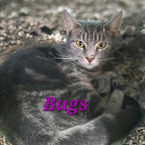Thumbnail photo of Bugs #1
