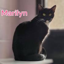 Thumbnail photo of Marilyn #2