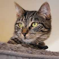 Thumbnail photo of Reese #3