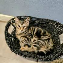 Thumbnail photo of Sully #2