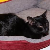 Thumbnail photo of Coraline #1