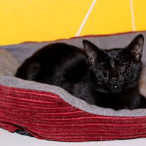 Thumbnail photo of Coraline #2