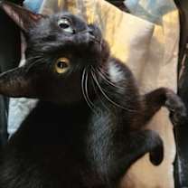 Thumbnail photo of Mattina #1