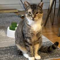 Thumbnail photo of Felicia (bonded to Gregor) #3