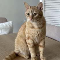 Thumbnail photo of Gregor (bonded to Felicia) #4