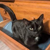 Thumbnail photo of Franklin #3