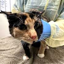 Thumbnail photo of Moon Pie #2