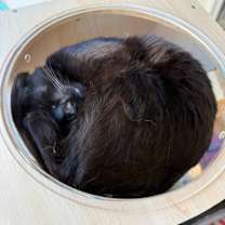 Thumbnail photo of Rippley #2