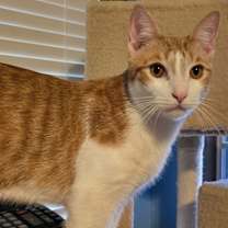 Thumbnail photo of Snickerdoodle #3