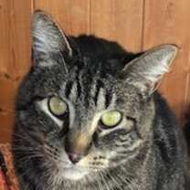 Thumbnail photo of Tyrone #2
