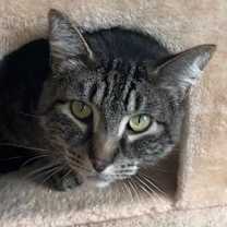 Thumbnail photo of Tyrone #4