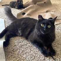 Thumbnail photo of Fozzy Bear #1