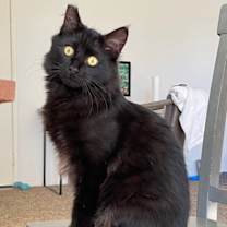 Thumbnail photo of Fozzy Bear #2