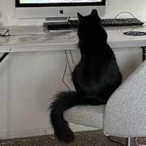 Thumbnail photo of Fozzy Bear #3