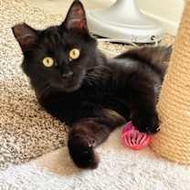 Thumbnail photo of Fozzy Bear #4