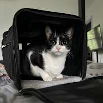 Thumbnail photo of Pandora #3