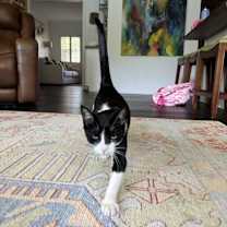 Thumbnail photo of Pandora #4