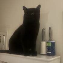 Thumbnail photo of Schmendrick #4