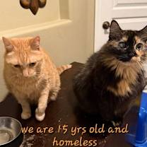 Thumbnail photo of Senior Cats #1