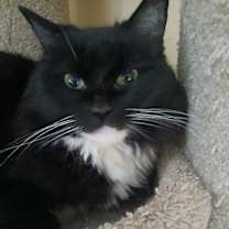 Thumbnail photo of Senior Cats #2