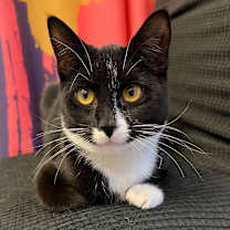 Thumbnail photo of Santino #2