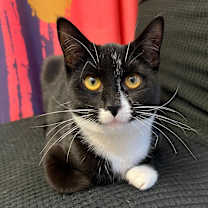 Thumbnail photo of Santino #4