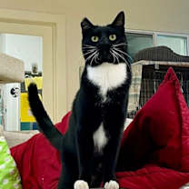 Thumbnail photo of Bailey #1