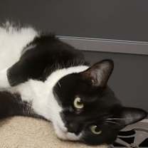 Thumbnail photo of Catsy Cline #2