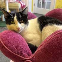 Thumbnail photo of Zorro #3