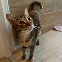 Thumbnail photo of Tiggy #1